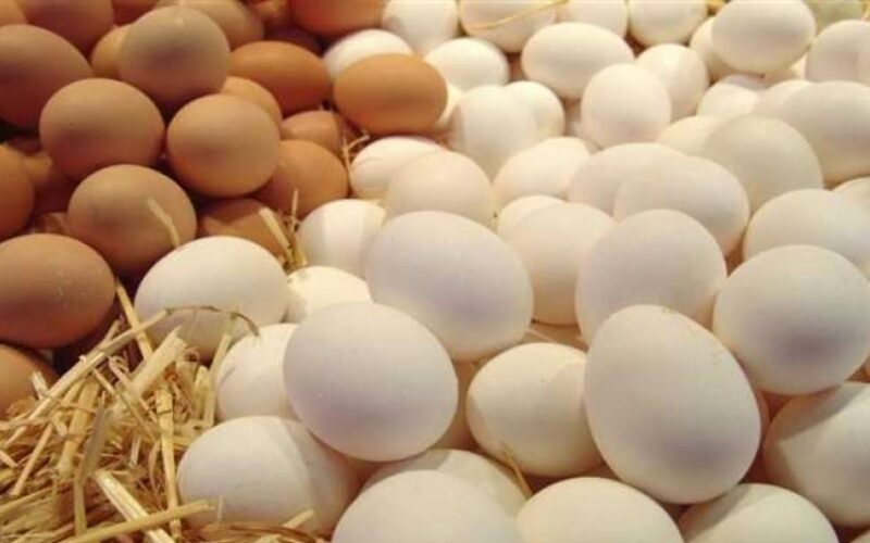 كرتونة البيض بـ140 جنيهًا.. مبادرة جديدة لـ«الزراعة» في ميادين القاهرة