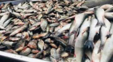 بسبب حملة المقاطعة.. إغلاق 70% من محلات الأسماك في بورسعيد