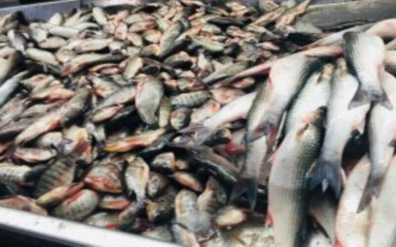 بسبب حملة المقاطعة.. إغلاق 70% من محلات الأسماك في بورسعيد