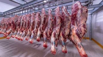 نقيب الجزارين يزف بشرى سارة للمواطنين: انخفاض سعر كيلو اللحم لـ 350 جنيها خلال شهر